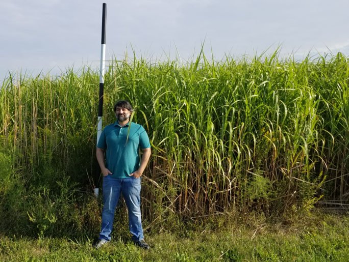 Carbon mitigation payments can make bioenergy crops more appealing for farmers - Vimarsana News