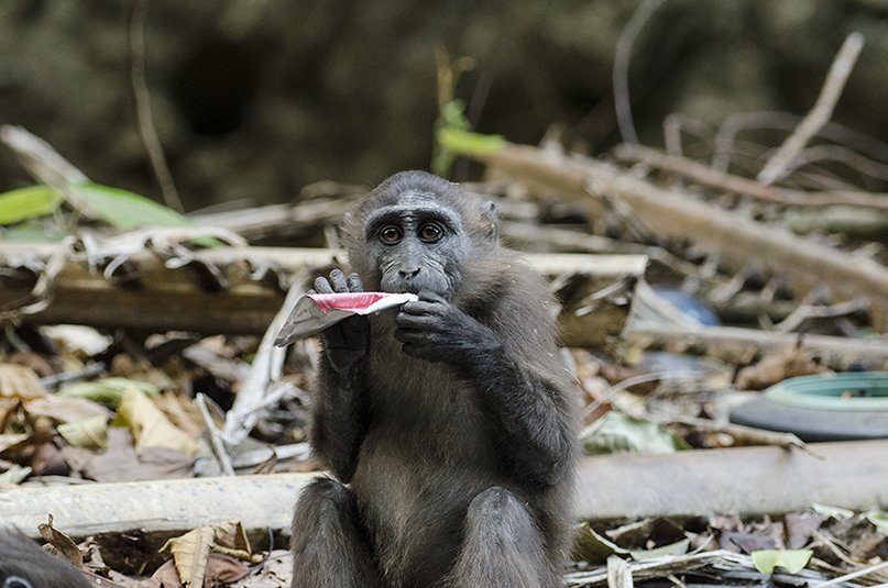 How much harm is plastic waste doing to macaques? - Vimarsana News