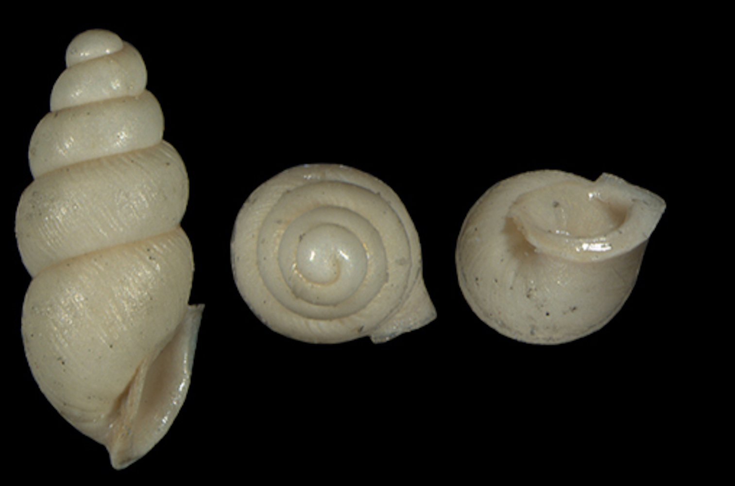 Miniature Snail in a Rock Sandwich: First fossil record of thorn snails in the southern United States - Vimarsana News