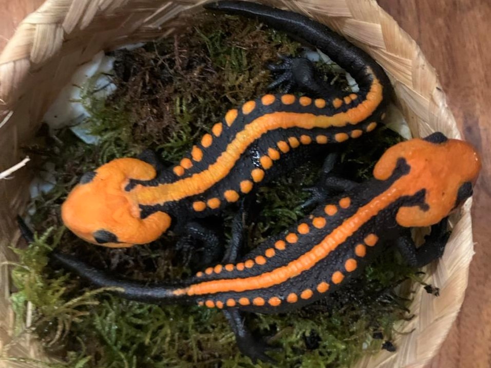 Southernmost crocodile newt record is a threatened new species - Vimarsana News