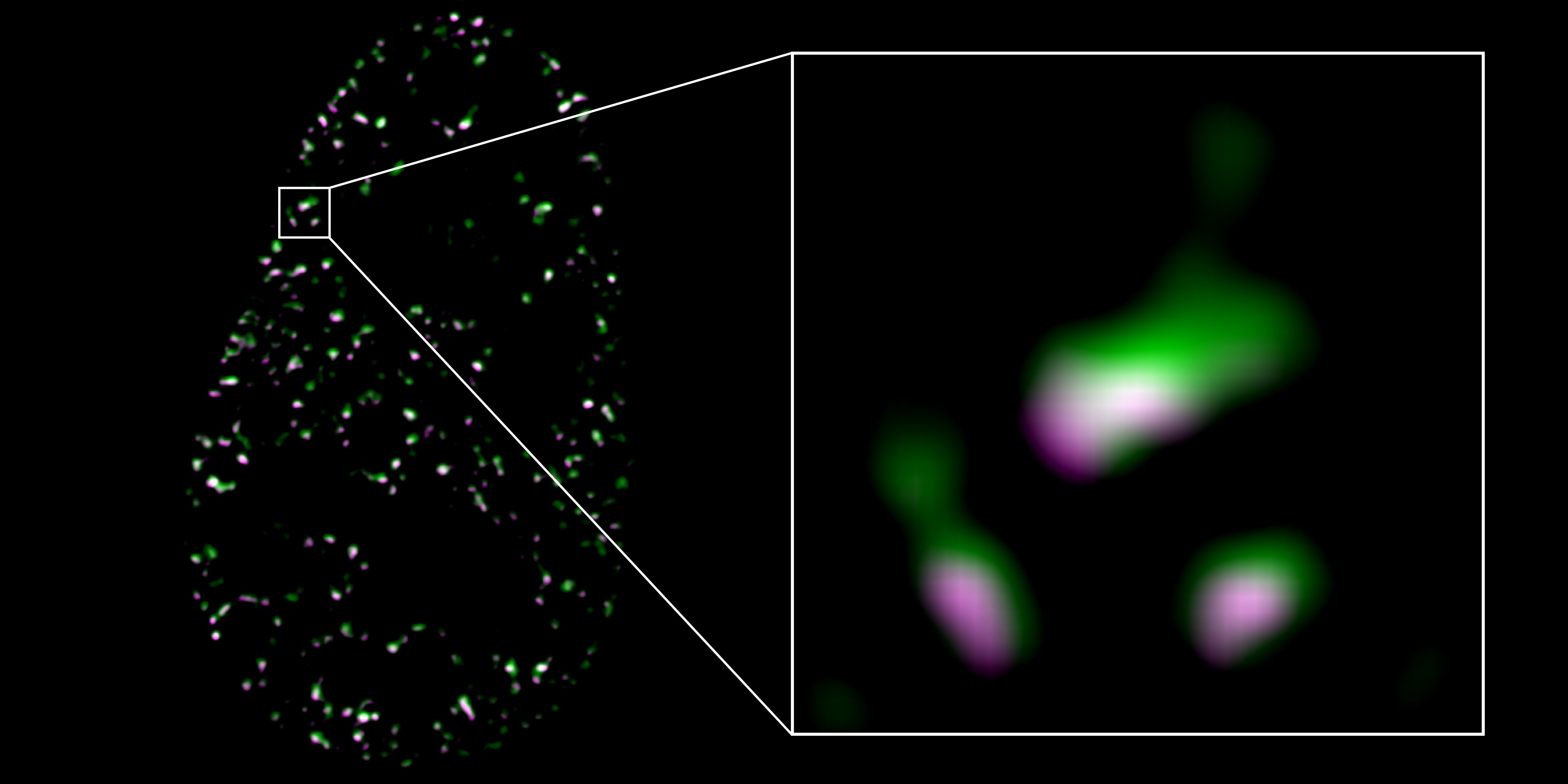 Components of Cytoskeleton Strengthen Effect of Sex Hormones - Vimarsana News
