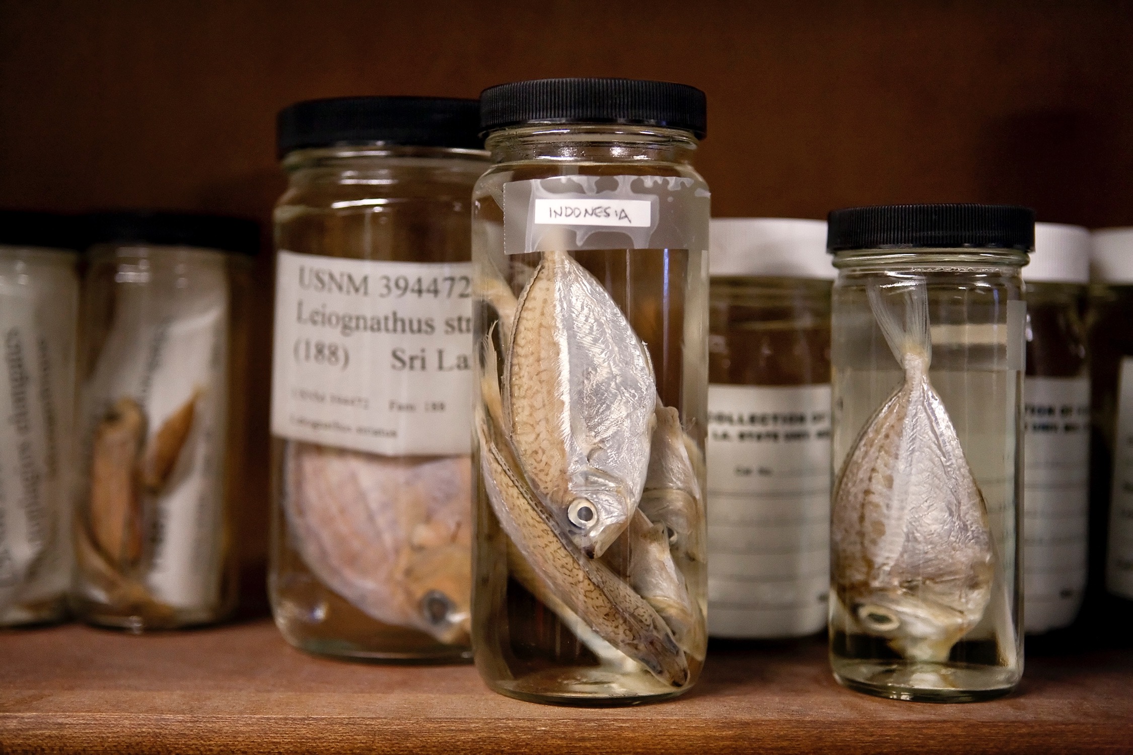 Fourteen years after the Gulf of Mexico oil spill, endemic fishes face an uncertain future - Vimarsana News