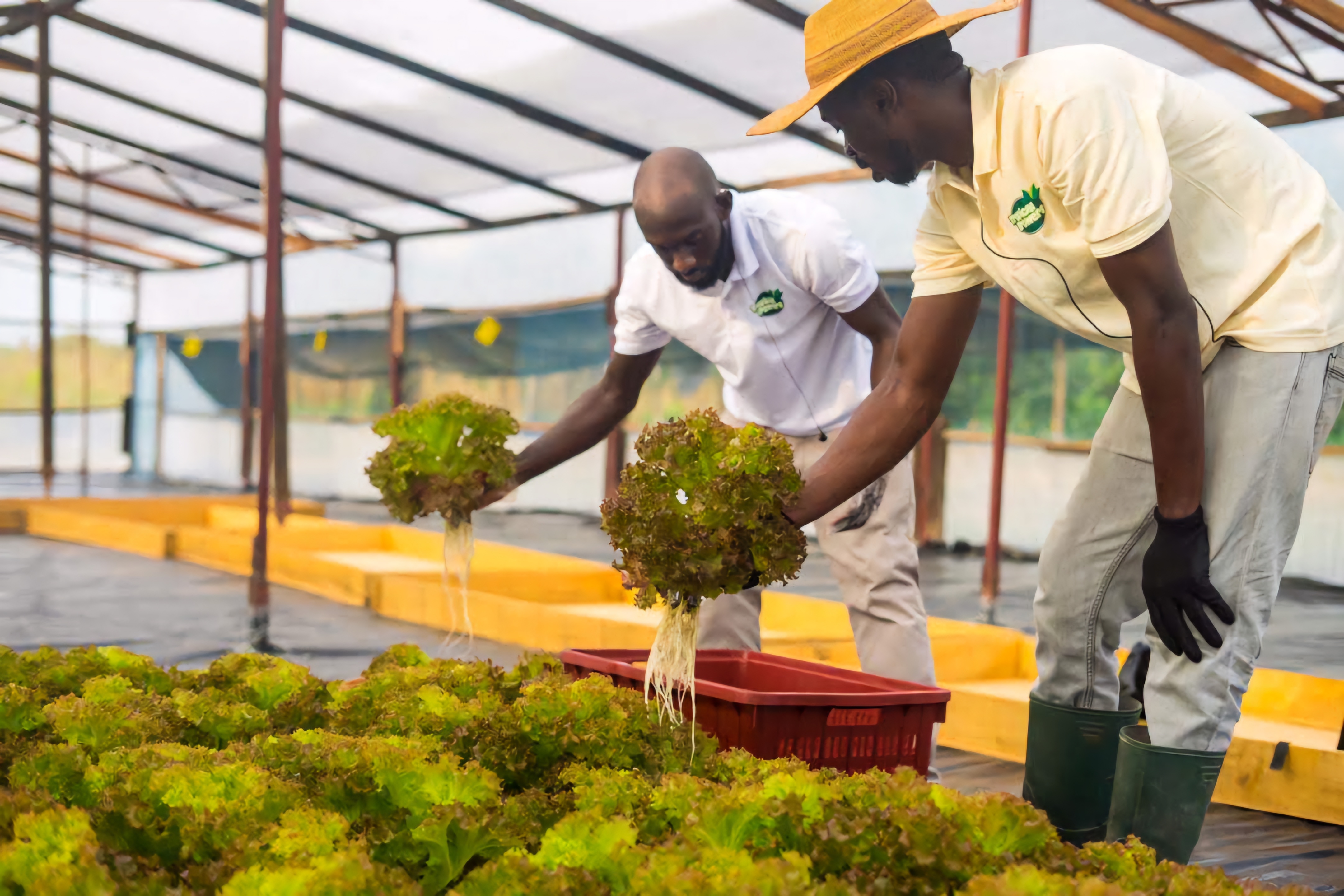 Aston University researchers to use AI to help Ghanaian farmers monitor crops in real time - Vimarsana News