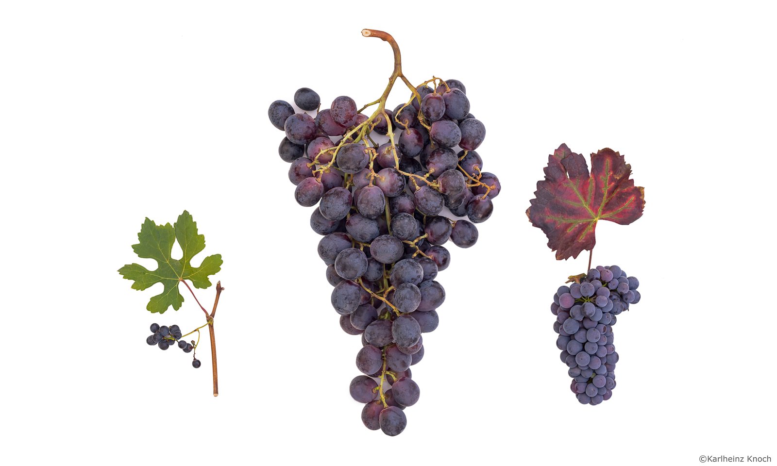 Genome Research: Origin and Evolution of Vine - Vimarsana News
