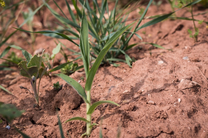 PLOS Biology Special Issue: Engineering plants for a changing climate - Vimarsana News